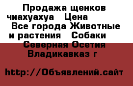 Продажа щенков чиахуахуа › Цена ­ 12 000 - Все города Животные и растения » Собаки   . Северная Осетия,Владикавказ г.